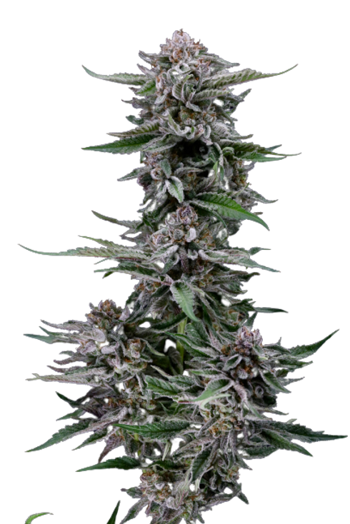 Close-up of Black Diamond OG flower buds showing lime green colas, purple accents, and heavy trichome coverage