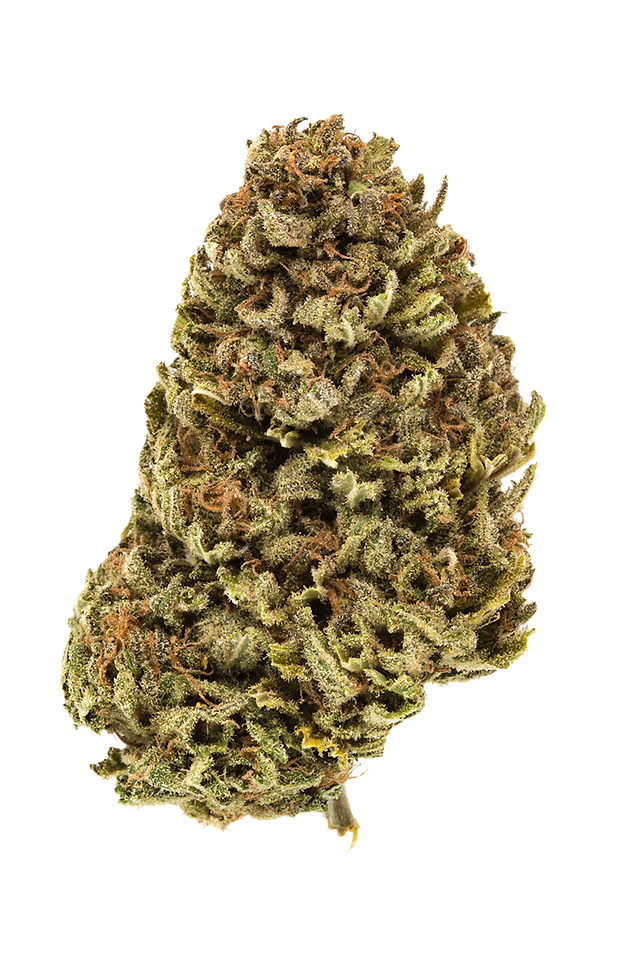 Cherry Pie Strain Flower – Florida Gas Packs Golden cherry pie slices on flaky crust with lattice top