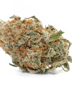 Banana Bread cannabis strain dense trichome-covered buds with purple and green coloration