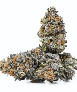 Sunset Sherbet cannabis strain buds showing dense green and purple flowers with orange pistils and frosty trichomes