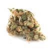 Girl Scout Cookies GSC cannabis strain buds with purple leaves and orange hairs