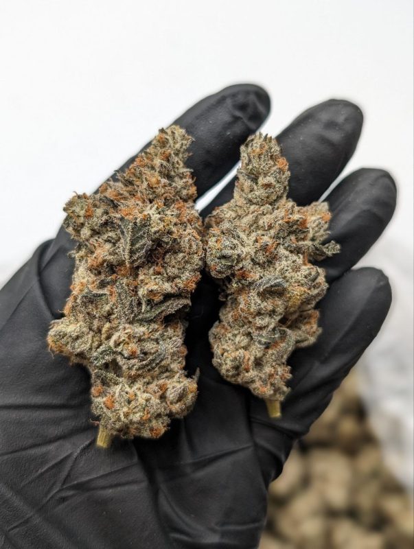 Close-up of Caramel Cream flower buds showing dense trichome coverage and warm golden hues, available at Florida Gas Packs