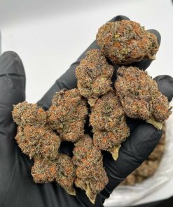 Rainbowz weed flower buds with vibrant purple, green, and orange trichome-covered nugs at Florida Gas Packs dispensary