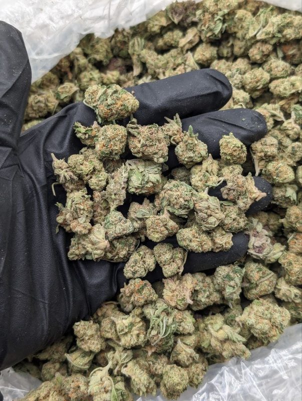 Churro Smalls hybrid cannabis small buds from Florida Gas Packs dispensary, sweet earthy strain