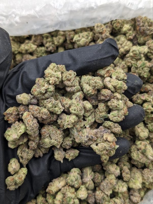 Slurty Smalls hybrid cannabis small buds in a pile showing rich trichome coverage, available at Florida Gas Packs