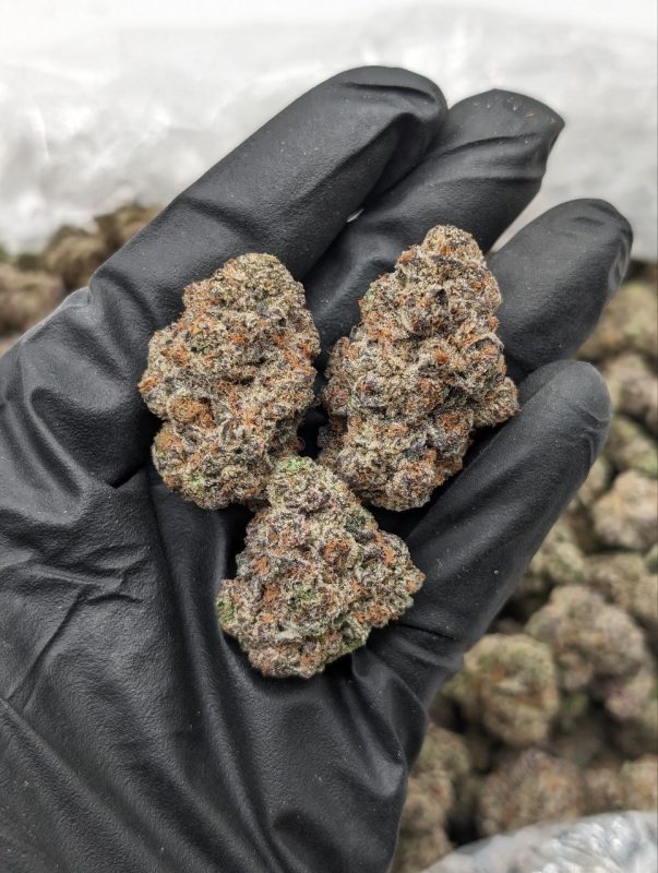 Chips Ahoy strain flower — dense, trichome-coated cannabis buds with a sweet cookie aroma, available at Florida Gas Packs