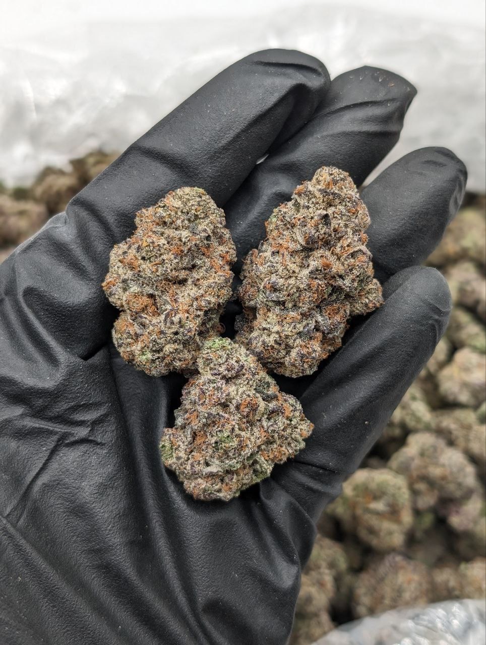 Chips Ahoy Strain Flower | Florida Gas Packs Chips Ahoy! chocolate chip cookies in a resealable package.