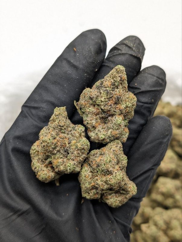 Cherry Crasher cannabis flower — dense, frosty buds with sweet cherry aroma available at Florida Gas Packs dispensary