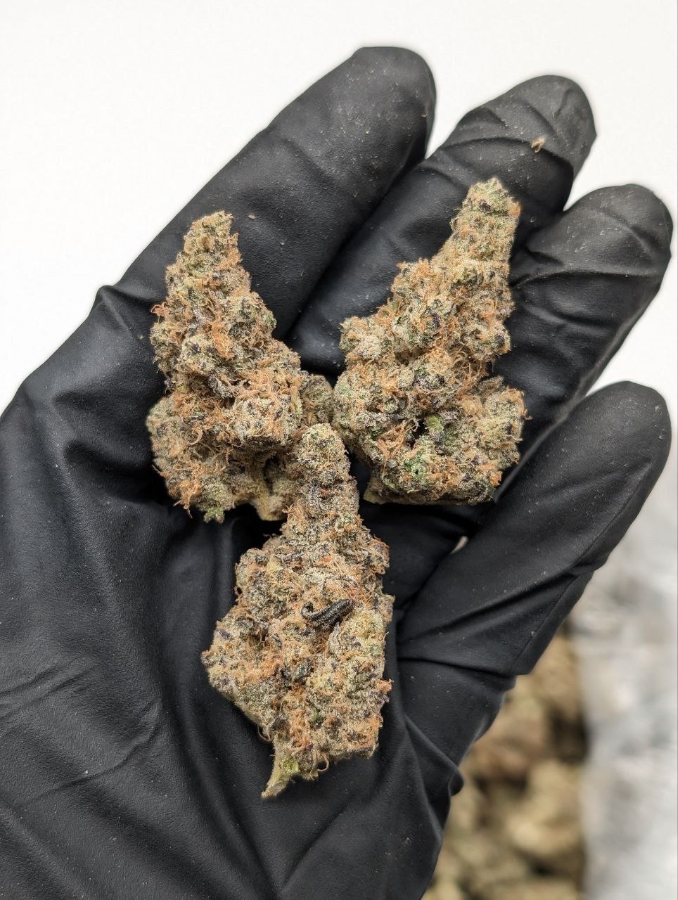 Trufflez Strain Flower – Florida Gas Packs Delicious chocolate truffles in elegant packaging, perfect for gifting