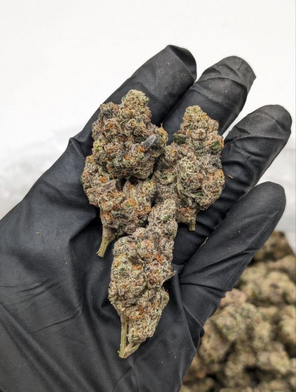 Rocky Road Ice Cream strain cannabis flower buds with rich chocolate and earthy tones, available at Florida Gas Packs dispensary