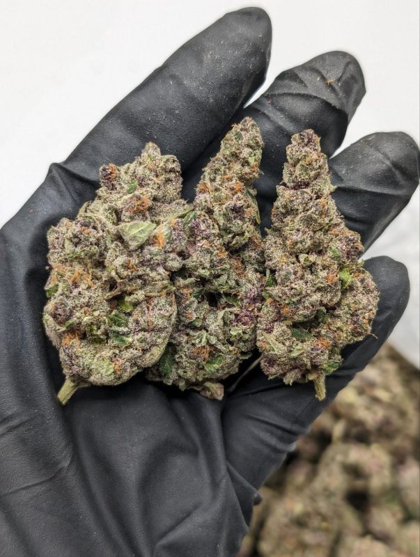 Close-up of Sunkist strain flower buds showing dense trichomes and vibrant citrus-colored pistils at Florida Gas Packs dispensary