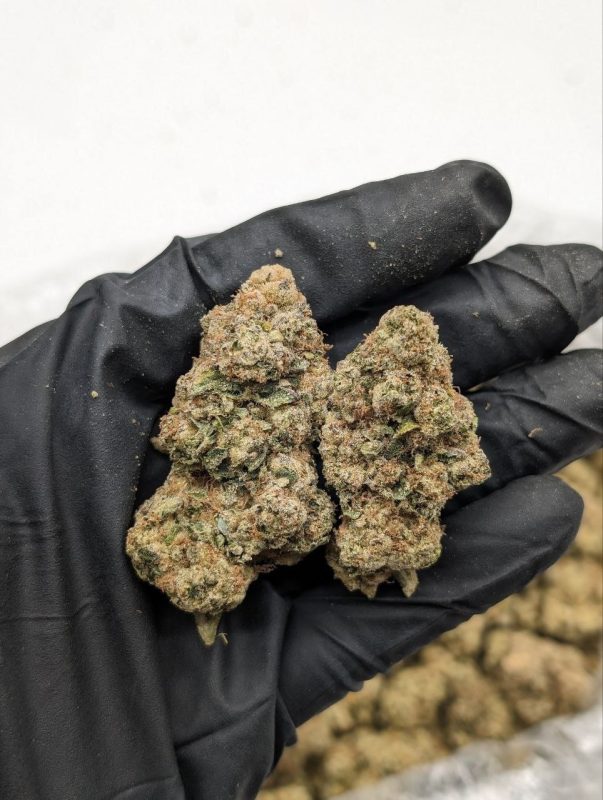 Cherry Zourz flower — dense, trichome-covered cannabis buds with deep green and purple hues at Florida Gas Packs