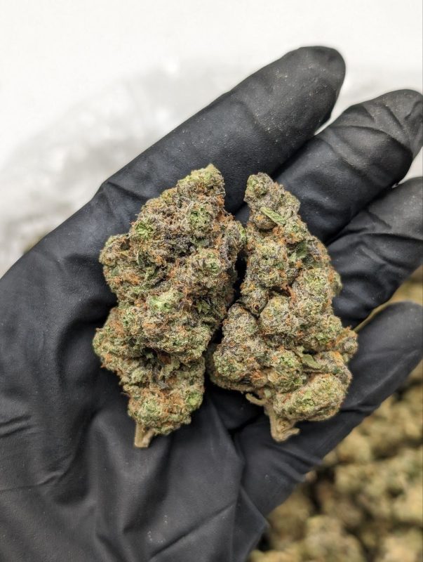 Close-up of Alien Mac strain flower showing dense frosty nugs with trichome coverage, available at Florida Gas Packs