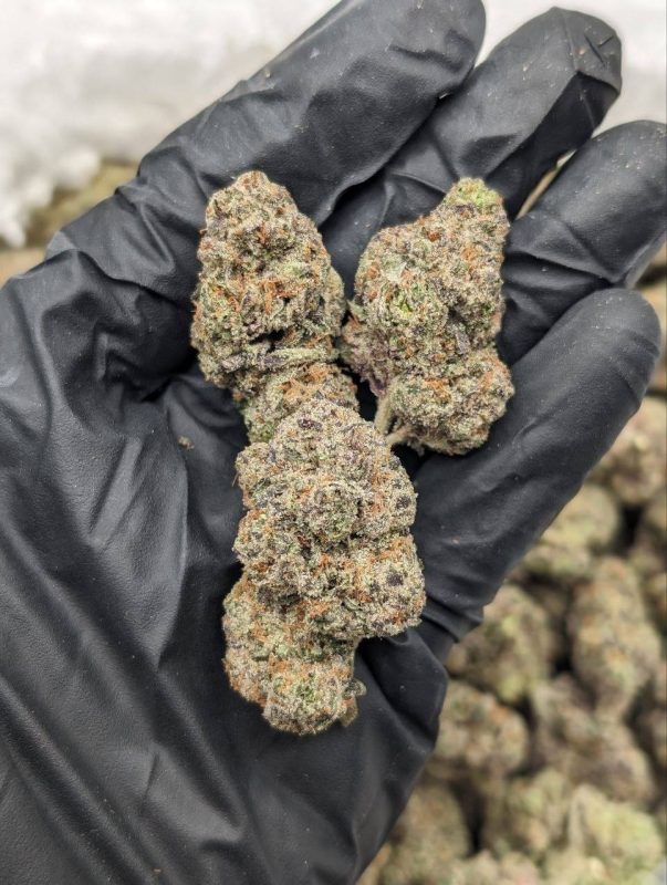 Cherry ICEE strain flower close-up showing dense frosty buds with deep green and purple hues at Florida Gas Packs dispensary