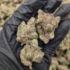 Close-up of Jetlato Crasher flower buds showing dense trichome coverage and purple hues at Florida Gas Packs