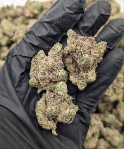 Close-up of Jetlato Crasher flower buds showing dense trichome coverage and purple hues at Florida Gas Packs