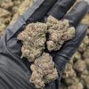 Jealousy Runtz strain cannabis buds close-up, vibrant green with orange pistils, trichome-rich, premium quality.