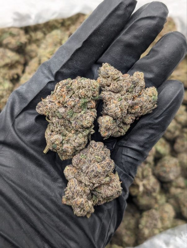 Jealousy Runtz flower buds close-up showing dense trichome coverage and vibrant green and purple coloring at Florida Gas Packs