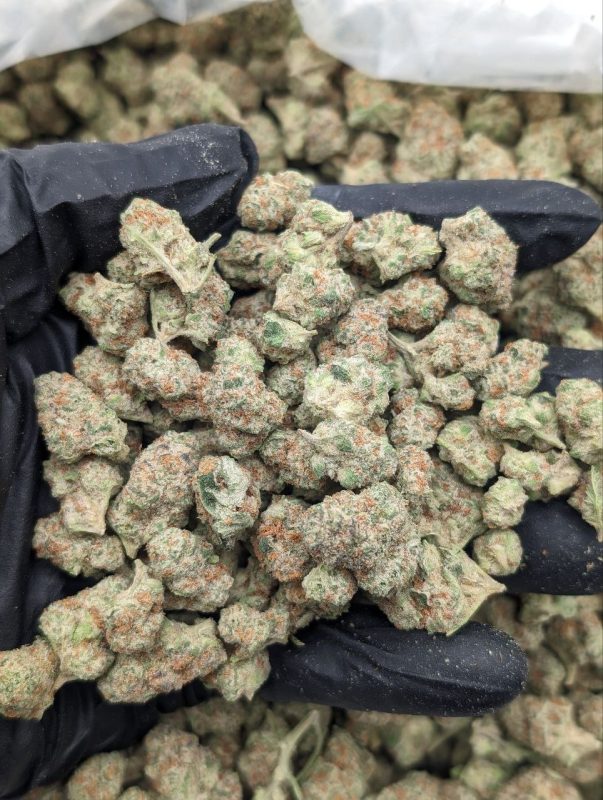 Glitter Bomb cannabis flower with dense, trichome-covered nugs available at Florida Gas Packs dispensary