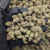 Cereal Milk Smalls cannabis strain buds in a jar with milk chocolate aroma