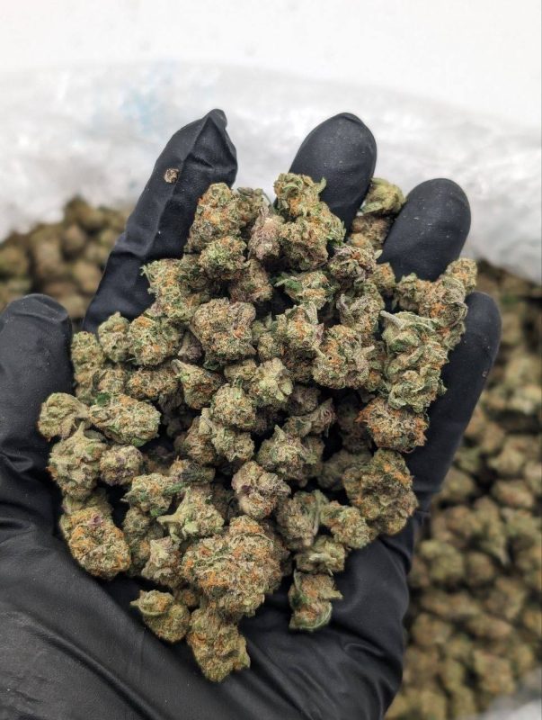 Cupcake Smalls flower — small dense cannabis buds with a sweet aroma, available at Florida Gas Packs dispensary