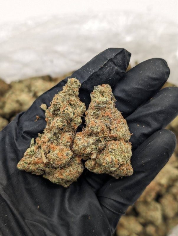 Sundae Zerbert flower — dense, resin-coated cannabis buds with a creamy fruity aroma, available at Florida Gas Packs dispensary