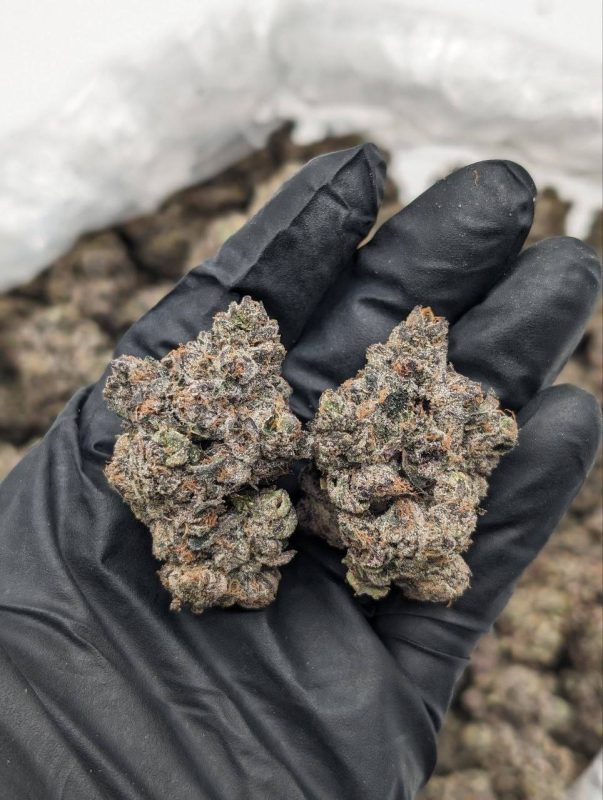 Close-up of Banana Berry Acai strain flower showing dense, trichome-covered buds with vibrant tropical coloring at Florida Gas Packs dispensary