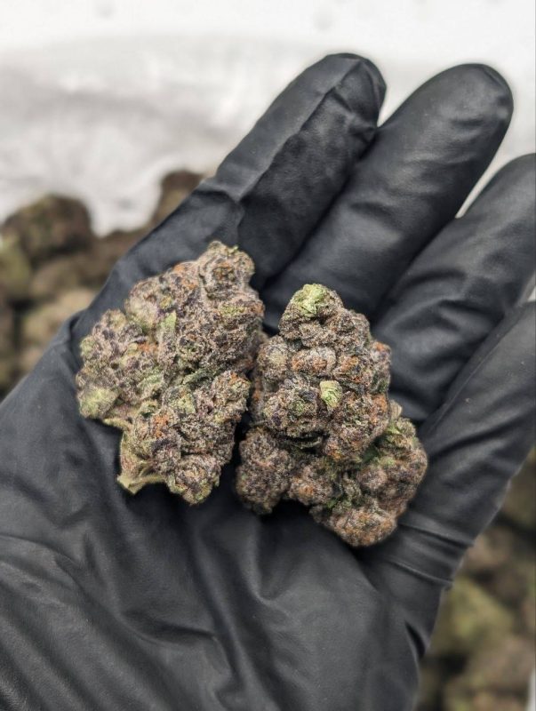 Close-up of Honey Bun strain flower buds showing dense resinous texture, available at Florida Gas Packs dispensary