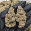 White Gruntz cannabis buds: dense, frosty trichomes with green and purple hues on a white background