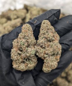 White Gruntz cannabis buds: dense, frosty trichomes with green and purple hues on a white background