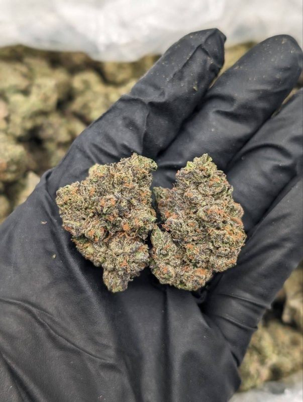 Close-up of Sweet Tarts strain flower buds showing vibrant trichomes and fruity candy-colored appearance at Florida Gas Packs dispensary
