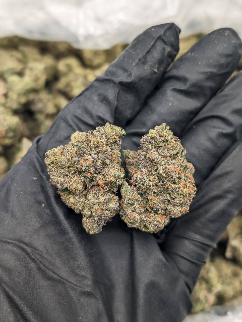 Sweet Tarts Strain Flower – Florida Gas Packs Vibrant colorful Sweet Tarts candy in a shiny, assorted, tangy, fruity candy box.