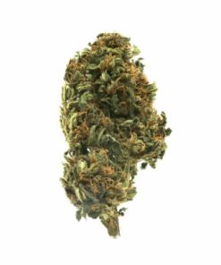 Fortified Mango Kush Delta 8 hemp flower with orange hairs, showing dense buds and rich cannabinoid profile