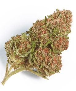 Northern Lights indica cannabis strain dense green buds with resinous trichomes
