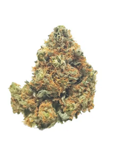 Orange Cookies indica-dominant hybrid cannabis strain with dense minty green nugs and fiery orange hairs