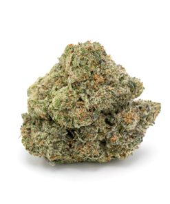 Gas pure indica cannabis strain dense neon green nugs with orange hairs and translucent trichomes