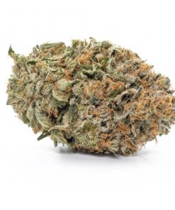 Gelato indica hybrid cannabis buds with dark forest green and purple hues, orange hairs, and sticky resin coating