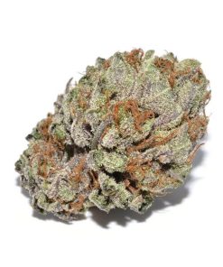 Gorilla Glue #4 cannabis buds with amber trichomes, forest green nugs and orange hairs